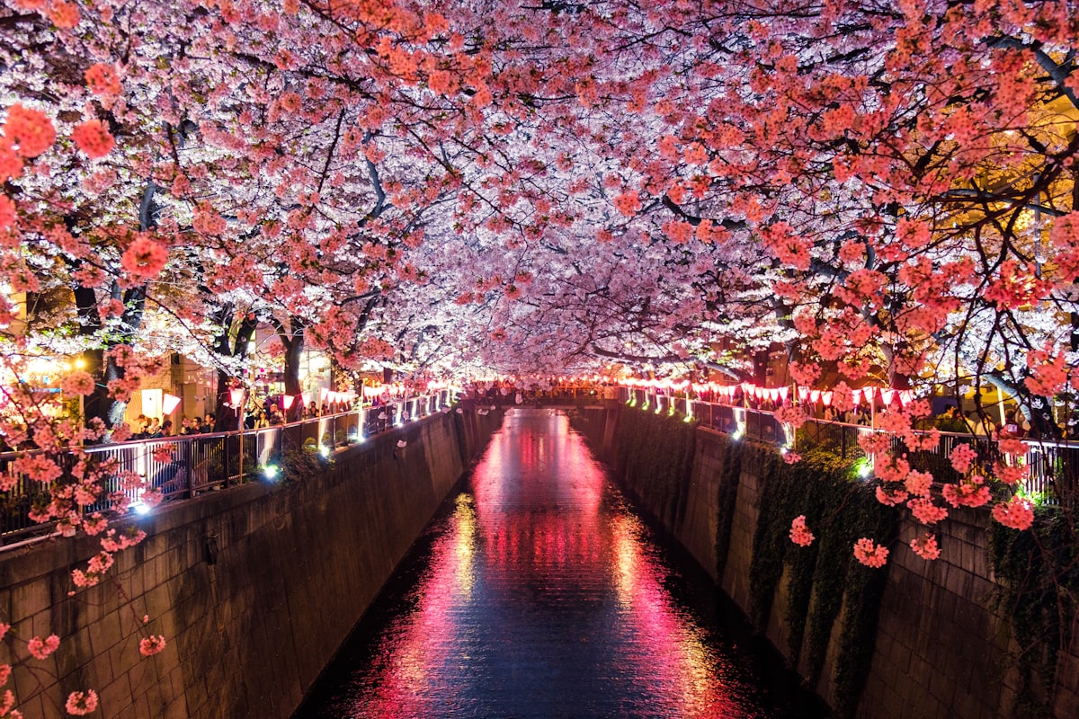 Cherry blossom canal