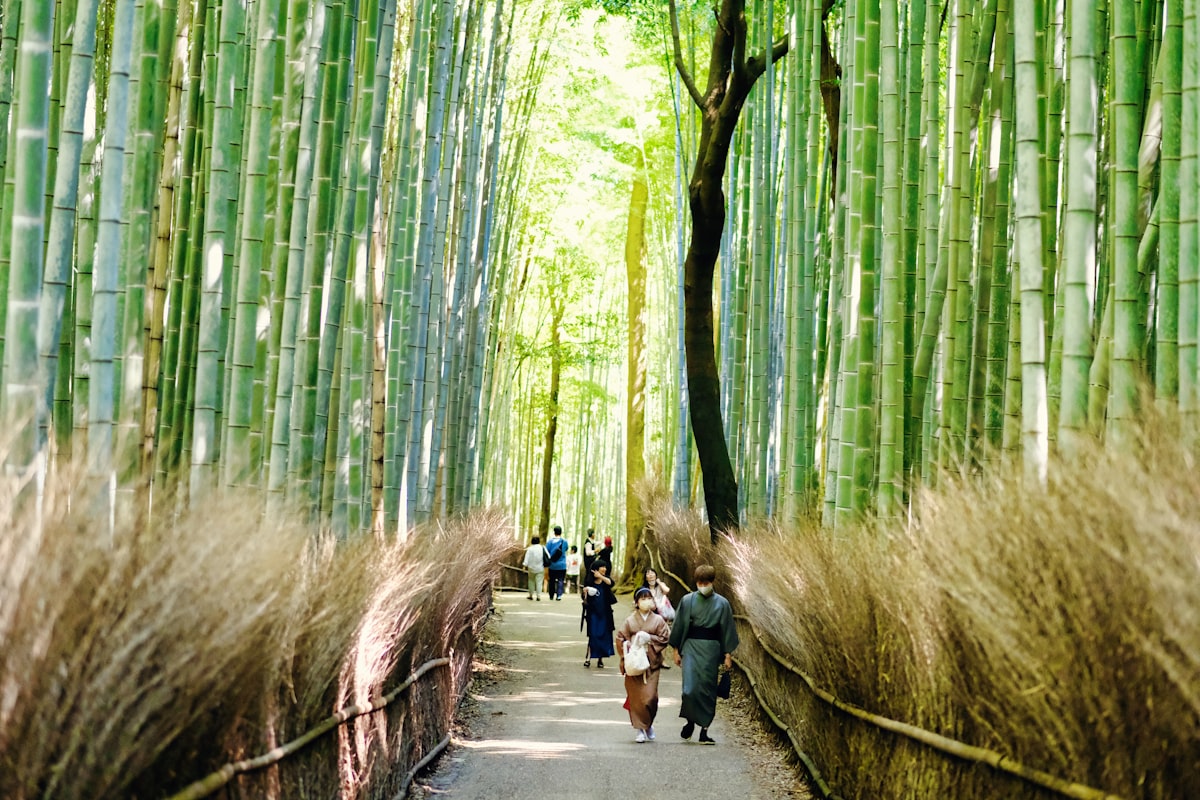 Arashiyama bamboo grove