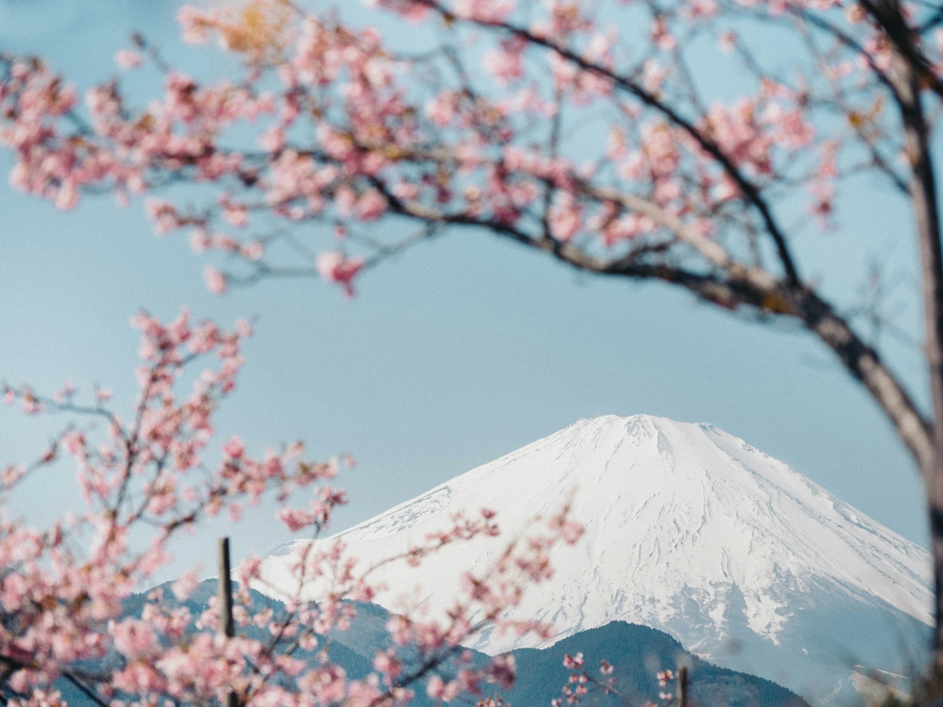 Mount Fuji and cherry blossom